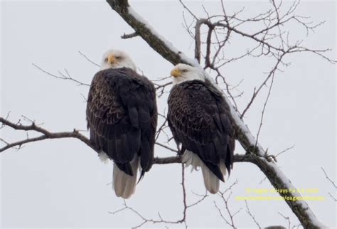 Minnesota Eagle Cam. . Bald eagle hays